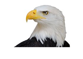 Hawkman Services Ltd